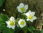 Fragaria_vesca0.jpg