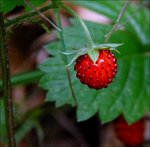 fraise_des_bois.jpg