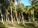 Cocoteraie à Moorea