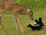 Bambi__Skunks.jpg