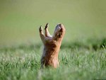 Marmotte matutinale faisant son yoga (Salutation au Soleil) au lever