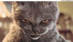 chat-mechant 1.jpg