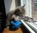 chat-mechant 2.jpg