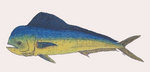 Ma'ima'i<br />(Mahi-mahi)